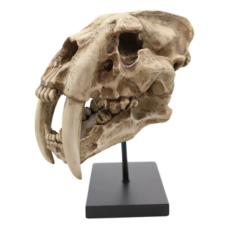 Ebros Sabertooth Tiger Cat Fossil Skull Skeleton Statue With Museum
