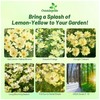 Outsidepride Lemonade Cosmos Bipinnatus Seeds - 50 Pcs Annual, Easy