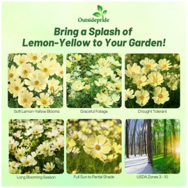 Outsidepride Lemonade Cosmos Bipinnatus Seeds - 50 Pcs Annual, Easy to Grow & Drought Tolerant, Flower Seeds for Planting w/Vibrant Primrose Yellow Blooms, Ideal for Cut Flower & Wildflower Meadows