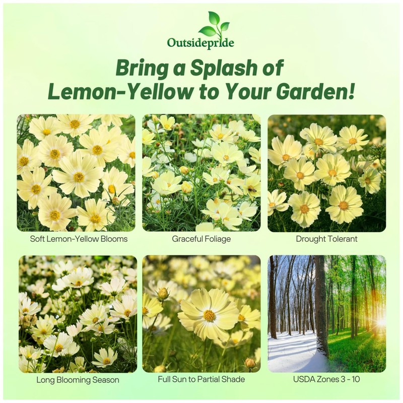 Outsidepride Lemonade Cosmos Bipinnatus Seeds - 50 Pcs Annual, Easy