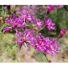 Chill Hill Farms Florida Ironweed | 25 Seeds | Vernonia