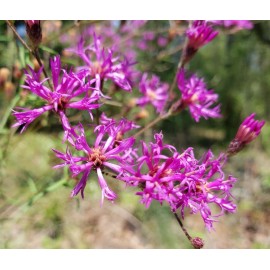 Chill Hill Farms Florida Ironweed | 25 Seeds | Vernonia Angustifolia | Florida Native Ecotype