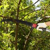 26ft Manual Pole Saw, Lightweight Tree Trimmer Long Handle Pruner