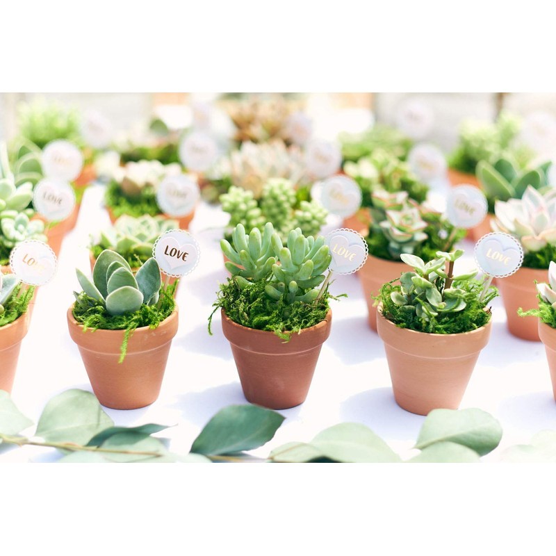 Shop Succulents | Assorted Collection | Live Air Purifying House