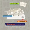 PAPER-CAPERS DINOCRAFT 01 : Triceratops | 3D Dinosaur Paper Skeleton