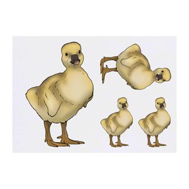 Azeeda 4 x 'Gänschen' Temporäre Tattoos - Wasserfest, Hautfreundlich & Ungiftig · Transfers in Verschiedenen Größen (TO00072266)