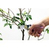 Hana pruning shears for women gold