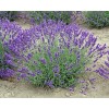Findlavender Lavender Live Plant Royal Velvet Herb 3.5" Size Pot