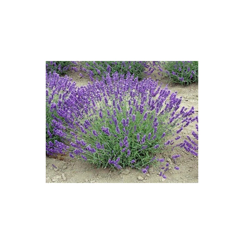 Findlavender Lavender Live Plant Royal Velvet Herb 3.5" Size Pot