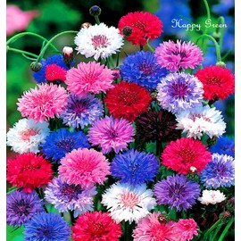 Dwarf Cornflower Double Polka Dot Mix 1000 Seeds + Freebie + Plant tag Centaurea Cyanus