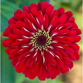 Bernary's Giant Scarlet Red Zinnia Bouquet Flower Premium Seeds for Planting Packet