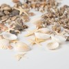 Baiinjiene 1300 PCS Small Seashells for Crafts, Tiny Mixed Sea