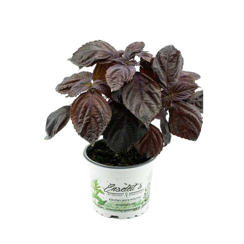 Set of 2 Japanese Basil Shiso, Perilla (Perilla frutescens), Basil