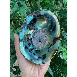Abalone Shell, Seashell Incense Burner, Smudge Bowl for Holding Smudge Sticks, Incense, Crafts, Display, Large - 5" to 6"