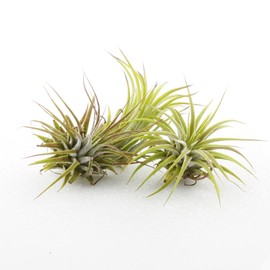 Live Tillandsia Ionantha Air Plant 3 Pack - Live Indoor Plants for Terrariums, Hanging Planters, and Home Decor