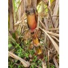 World Seed Supply 1 RARE STRIPED HALALI SUGAR CANE (2