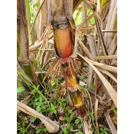 World Seed Supply 1 RARE STRIPED HALALI SUGAR CANE (2 Nodes)- Live Plant cutting by World Seed
