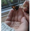 Beevive Bee revival kit (rose gold) - help save honey
