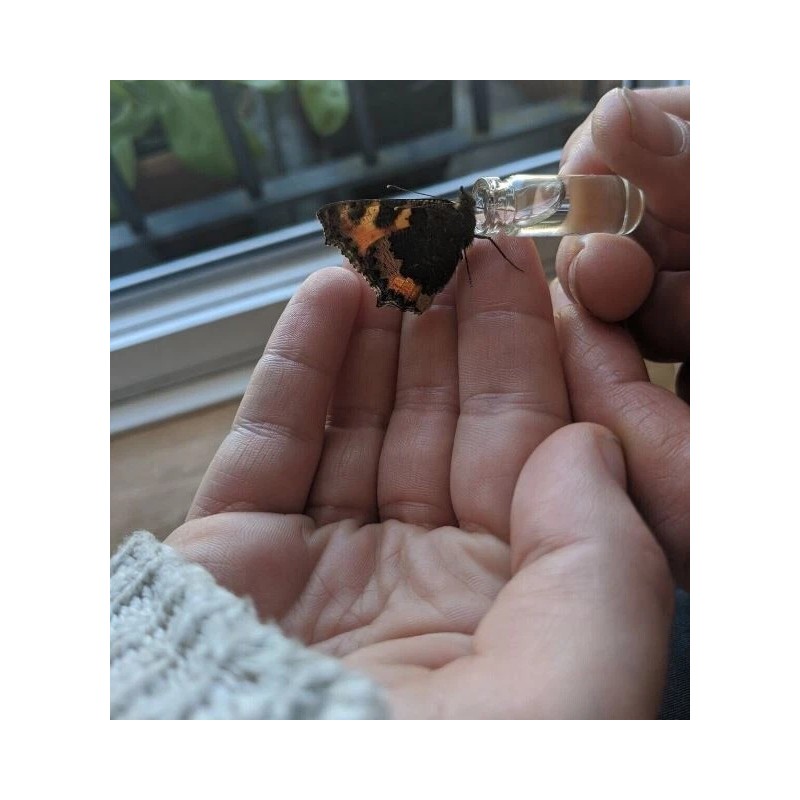 Beevive Bee revival kit (rose gold) - help save honey