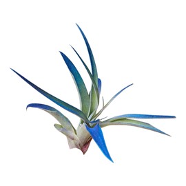 It Blooms Rainforest Grown Light Amethyst Teal Enhanced Color Air Plant - Live Tillandsia - 5 to 8 inches - 30 Day Guarantee
