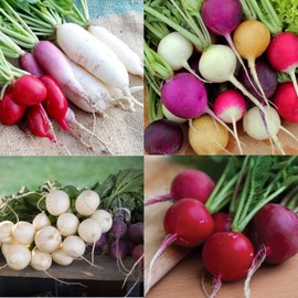 650 Multicolor Radish Seed for Planting 4 Individual Varieties of Radish Seeds to Plant Non-GMO Heirloom Seeds Home Vegetable Garden