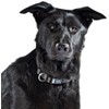 Dog-Ident USB Dog Collar, Black, Medium