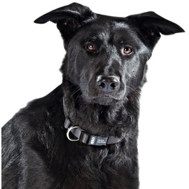Dog-Ident USB Dog Collar, Black, Medium