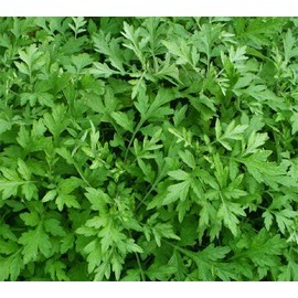 Sun Tingle Soap, Wormwood Pack of Horai Soap Soap Soaps