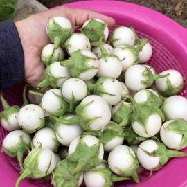 Thai White Eggplant Seeds/ Cà pháo trắng trái nhỏ, Asian Vegetable Seeds, Organic Seeds