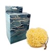 Pasiphae Natural Soft Loofah Sea Sponge, Yellow Honeycomb on a
