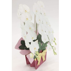 [My Melody] melamine square tray in or ☆ Sanrio melamine tableware series