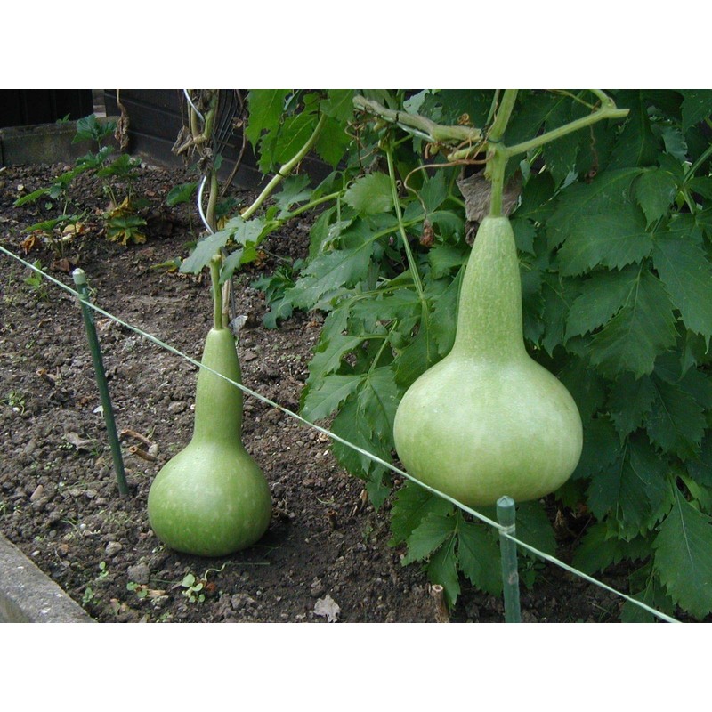 RAISE ME UP: Seeds Bottle Gourd Green Calabash Lagenaria Non