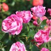 Heirloom Roses Grandiflora Rose Plant - Parade Day™ Fragrant Roses
