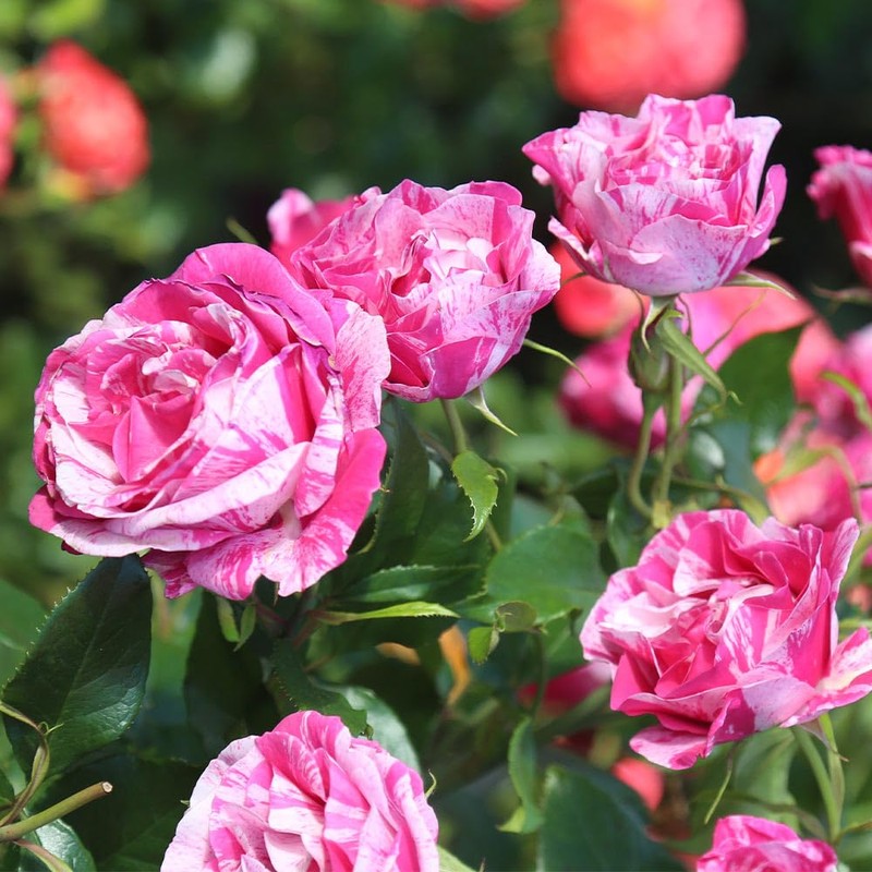 Heirloom Roses Grandiflora Rose Plant - Parade Day™ Fragrant Roses
