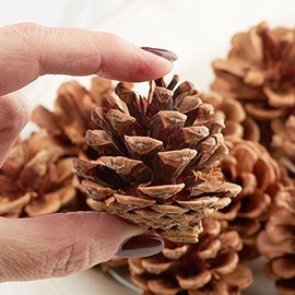 Pack of 20 Natural Dried Pine Cones - Woodland Pinecones for Fall, Thanksgiving Party Christmas Holiday DIY Crafts and Decorations