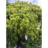 Hicks Yew (Taxus x Media 'Hicksii')
