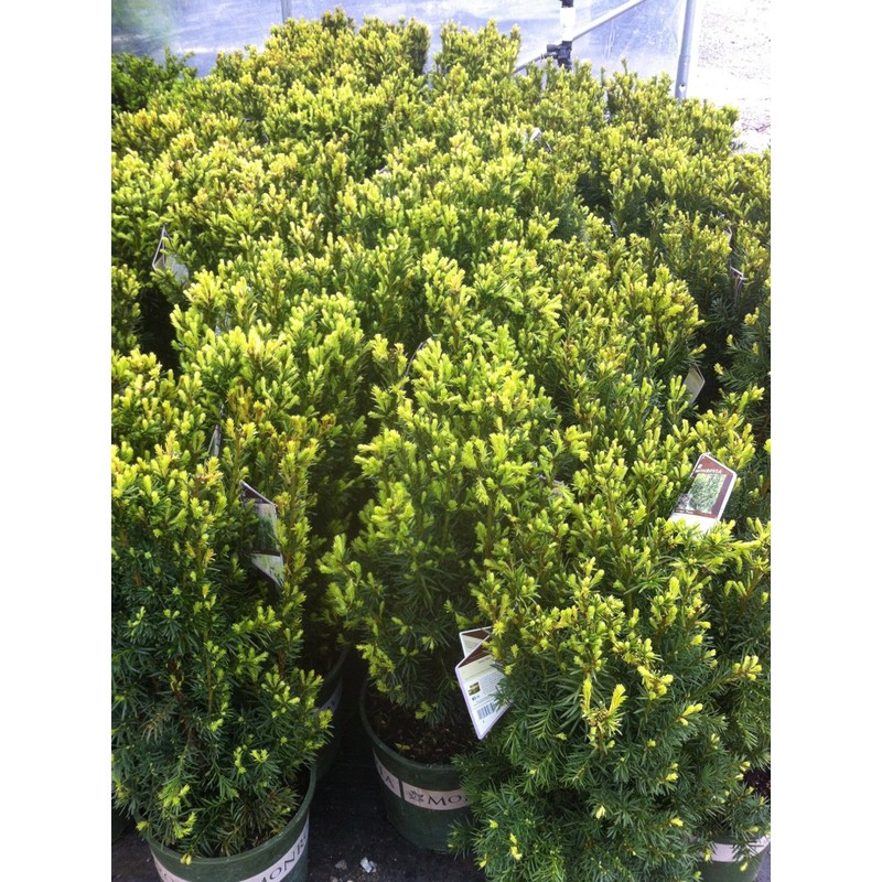 Hicks Yew (Taxus x Media 'Hicksii')