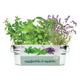 BUZZY Seeds Margarita & Mojito Windowsill Garden Grow Kit | Herb, Plant, Flower Starter Kit for Kids & Adults | Guaranteed to Grow | Best Indoor Grow Your Own Plant Gardening Gift