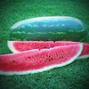 Generic Generic 50 Congo Watermelon Seeds for Planting Heirloom and