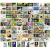 Bear and Bee 100 Animal Postcards with 100 Different Motifs