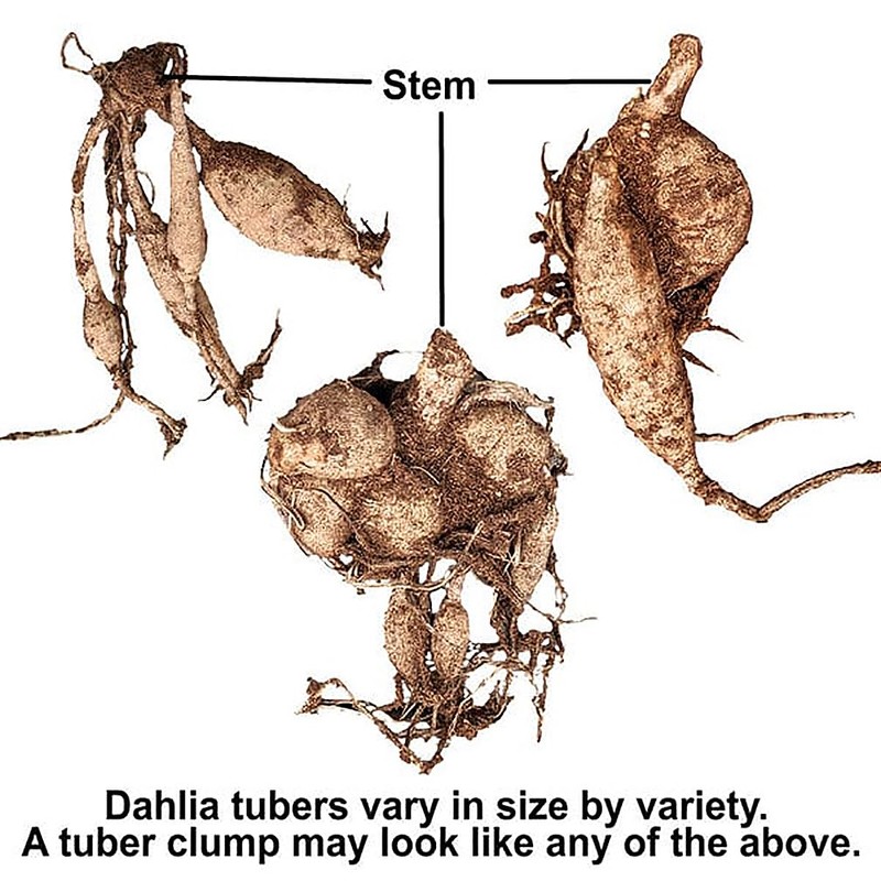 Seattle Dahlia - Large Tuber