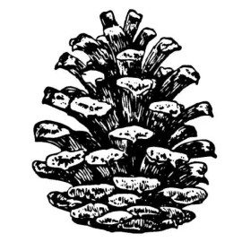 Sweet Grass Stamps PINE CONE Large unmounted rubber stamp, winter, Christmas, nature #19