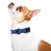 BarkBox Customizable Dog Collar (Small, Black)