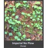 Whitetail Institute Imperial No-Plow Food Plot Seed (Spring and Fall