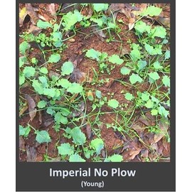 Whitetail Institute Imperial No-Plow Food Plot Seed (Spring and Fall Planting), 9-Pound (.5 acre), White