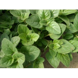 Viridis Hortus - Oregano, Greek 2,400 (0.2g) Herb Seeds - Bushy Pungent/Spicy Yet Refreshing Flavour