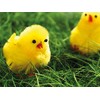 Pack Of 6 Small Fluffy Easter Chicks Cute Mini Yellow