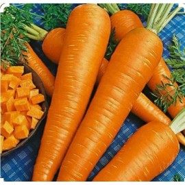 500+ Danvers 126 Carrot Seeds - Non GMO-Open Pollinated-Org