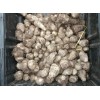 Plant 20 - ELEPHANT EAR BULBS (Easy to grow)  LIVE