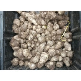 Plant 20 - ELEPHANT EAR BULBS (Easy to grow)  LIVE BULBS FREE SHIPPING GROWS HUGE
